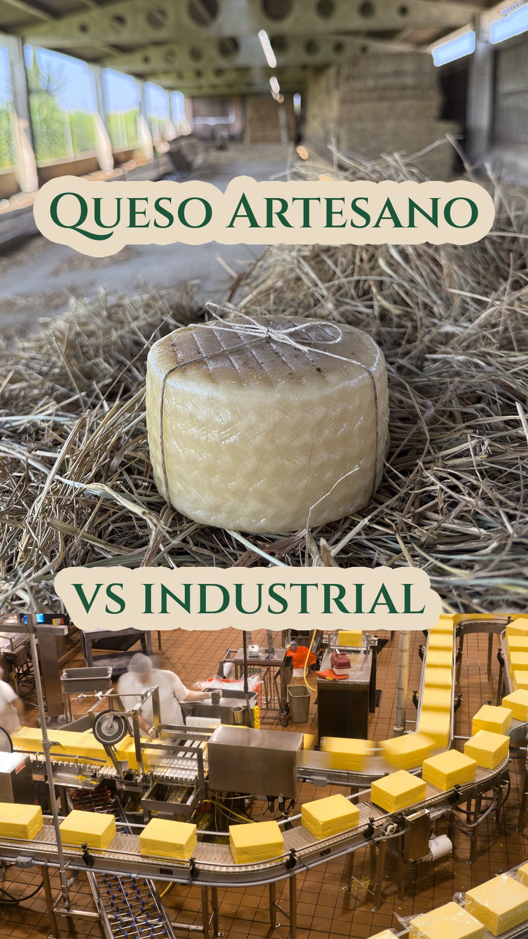 🧀 🌿 ¿Queso artesano o industrial? 🏭 La diferencia está en cada bocado. No todos los quesos son iguales.
⚡ Los industriales buscan rapidez…
⏳ Nosotros cuidamos el tiempo.
🏭 Ellos producen en cadena…
🤲 Nosotros en manos.
🐑🥰 En Queso de La Litera elaboramos cada pieza con leche de oveja 100% natural, sin atajos, sin prisas, con el sabor auténtico de nuestra tierra 🌾.
💛 Porque un queso artesano no se fabrica: se cría, se mima y se comparte.
👉 Descubre la diferencia y pruébalo en tu mesa. 🍽️
#QuesoArtesano #SaboresDeLaLitera #DisfrutaElMomento #QuesoDeLaLitera #TiempoArtesano #SaborConHistoria #Altorricon #Huesca #queso #semicurado #quesodeoveja