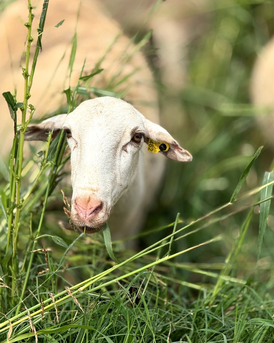 🐑 🌿Entre campos, silencio y cielo abierto las #ovejas pastan despacio, viven al ritmo del campo y nos recuerdan que lo bueno necesita tiempo🥰.👉 De su leche nace lo que somos: Queso de la Litera, natural, honesto y hecho con calma💯.#QuesoArtesano #SaboresDeLaLitera #DisfrutaElMomento #QuesoDeLaLitera #TiempoArtesano #SaborConHistoria #Altorricon #Huesca #queso #semicurado #quesodeoveja