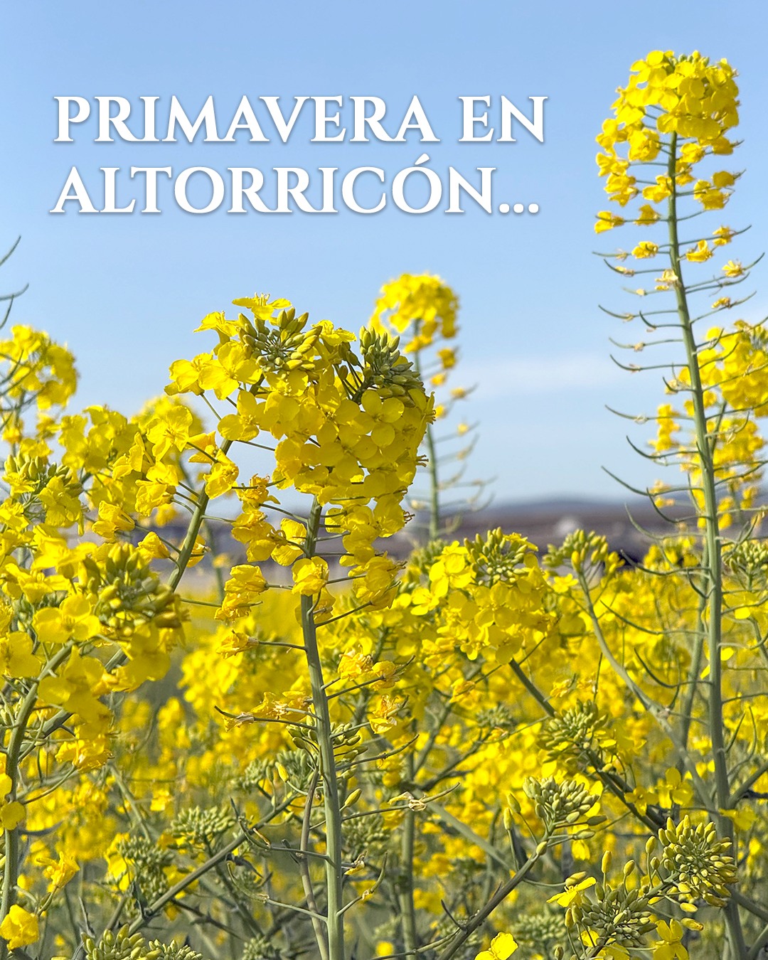 Primavera en Altorricón 🌼 🥰 Tiñe nuestros campos de verde, con trazos de amarillo y toques rojizos✨🎨.

👉 Donde pastan las ovejas, nace el sabor de nuestro queso 🧀 💯

#PrimaveraEnLaLitera #QuesoArtesano #SaborDeOrigen