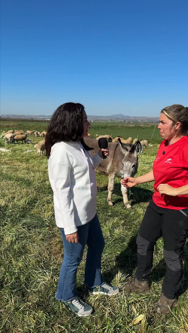 🐑 Descubrimos curiosidades sobre las ovejas con @juditballarin 🥰🔝👏
 
 ✨ Las ovejas son mucho más inteligentes y sensibles de lo que imaginas…

Además de darnos leche, carne, lana y mantener los montes limpios, tienen comportamientos que sorprenden incluso a los científicos 💯.
 
#MundoRural #Ganadería #QuesodeLaLitera #JuditBallarin