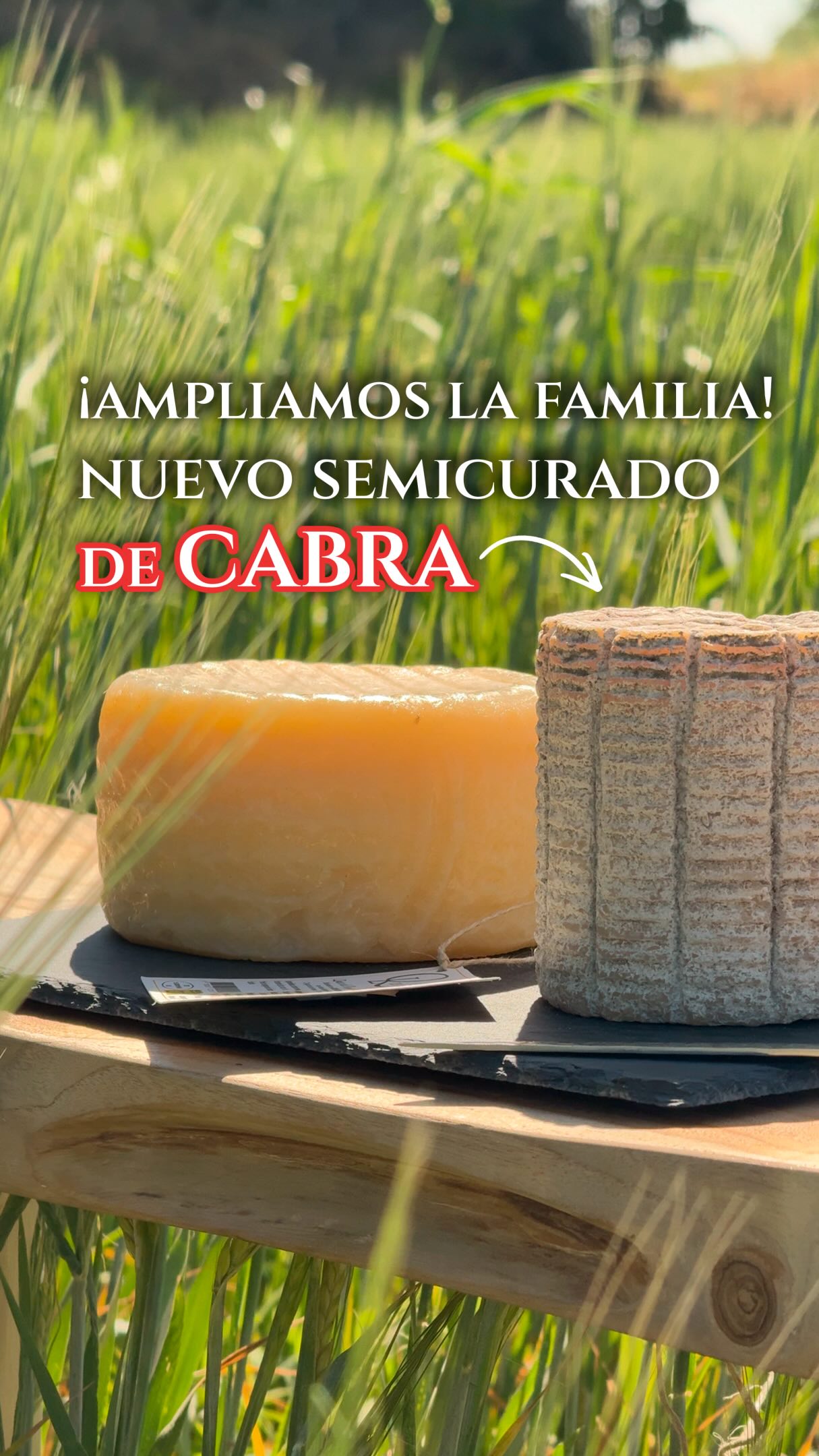 ¡Novedad en Queso de la Litera! 🧀✨ Ya podemos enseñaros nuestro nuevo queso semicurado de cabra 🐐: artesano, con personalidad propia y pensado para disfrutarlo solo, en tabla o compartido.
 
Un queso de sabor suave, textura fina y ese toque diferente que hace especial cada bocado.
 
Seguimos creciendo, pero sin perder lo que somos: manos, oficio, territorio y mucho cariño por lo que hacemos 🤍
 
El carácter de la oveja 🐑. La personalidad de la cabra 🐐.
🌿 Dos sabores artesanos, un mismo origen: La Litera.
 
¿Eres más de oveja o de cabra? Te leemos en comentarios 👇
 
#QuesoDeLaLitera #QuesoArtesano #SaboresDeLaLitera